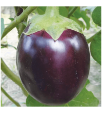 Brinjal New Kiran (Advanta)